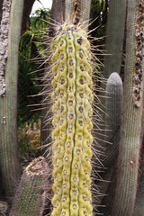 KAKTUS browningia hertlingiana