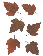 multicolor various leaves of tree and bush at autumn