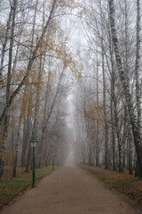 Autumn alley in morning mist gray