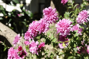 Obraz premium 冬のピンクの花