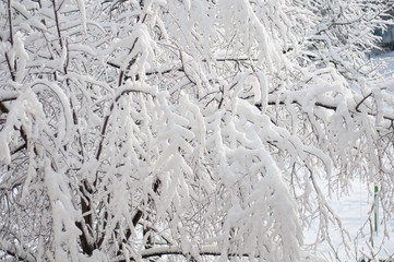 Fototapeta premium Tree branches covered with fluffy clear white snow.