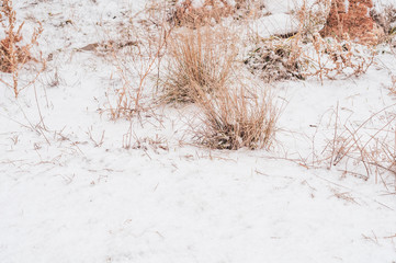 Dry grass bushes under first fluffy white snow.