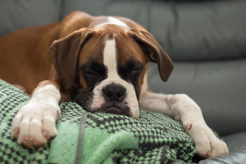 Puppy dog breed German boxer.