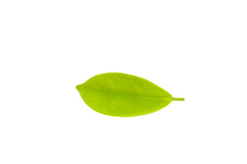 Closeup of single green leaf isolated white background useing for nature texture ecology concept.
