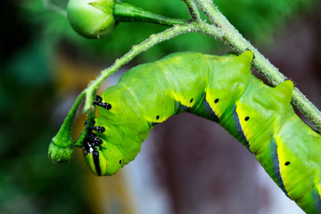 Green caterpillars on tree branches, pests.
