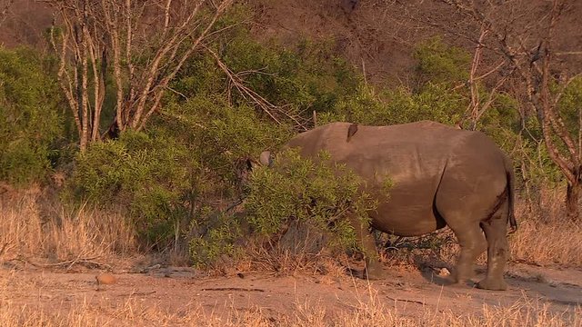 A sick or injured southern white rhino with blood on its rear end beneath its tail.