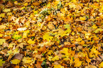 Beautiful dry leaves fallen from the trees