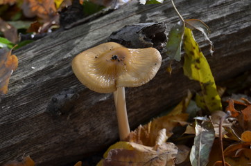 pale grebe near a log in the forest
