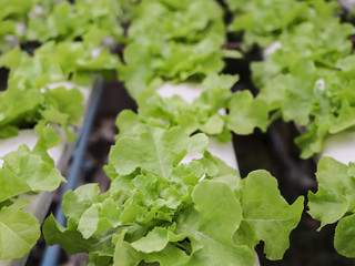 Fototapeta premium Fresh green oak lettuce vegetable in hydoponic farm.