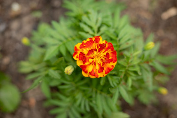 red flower in garden