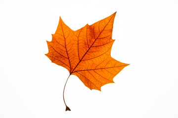 Red autumn leaf on white background