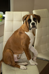 Puppy dog breed German boxer.