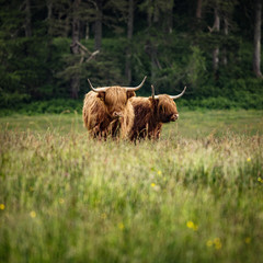 Domestic Scottish highland cattle on nature.