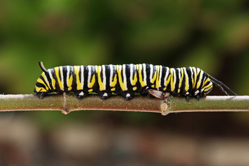 Monarchfalter Raupe