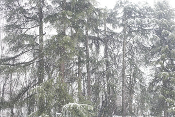 conifer wood in a winter snowy day