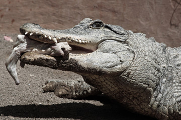 Obraz premium Mississippi-Alligator