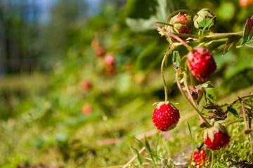 Ripe little red strawberries on a bed in a bright sunny summer day. In the background, there are red specks of other berries