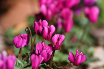 ピンク色のシクラメンの花