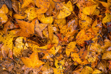 autumn leaves.maple leaf.