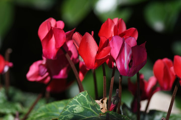 赤色のシクラメンの花