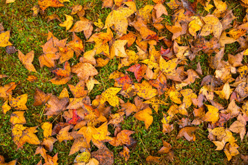 autumn leaves.maple leaf.