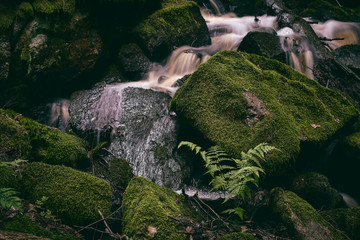 Fern in the foreground and a small waterfall with mossy stones in the background