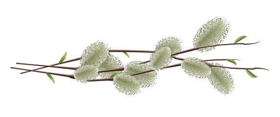 Realistic blooming willow branches isolated on white background. Spring vector illustration.