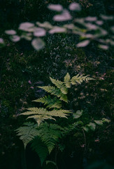 Fern with moss in the background and a branch in the foreground out of focus