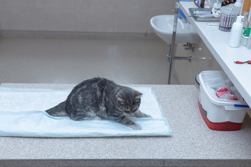 cat lying down on the surgical table at the veterinary clinic