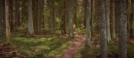 Panorama einer Waldansicht mit einem Pfad in der Mitte des Bildes