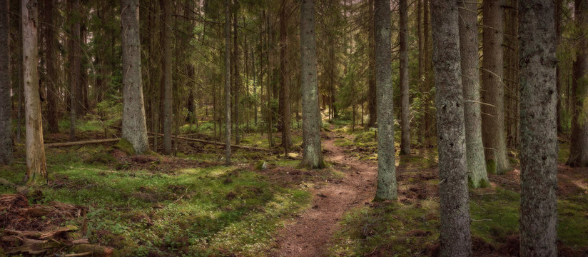 Panorama of a forest view with a path in the middle of the image © Kilman Foto