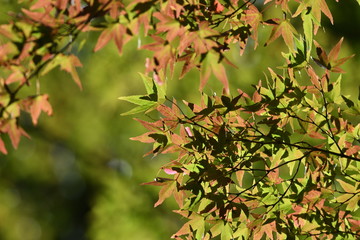 紅葉したモミジ