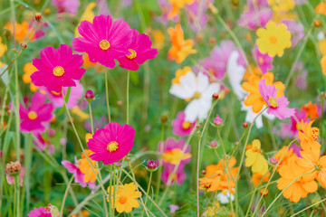Obraz na płótnie Canvas Soft And select Focus,A colorful field of Cosmos Flower is planted for visitors to visit the Cosmos Flower in the winter and the Cosmos Field. Flower is also the meeting of couples on Valentine's Day.