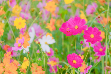 Obraz na płótnie Canvas Soft And select Focus,A colorful field of Cosmos Flower is planted for visitors to visit the Cosmos Flower in the winter and the Cosmos Field. Flower is also the meeting of couples on Valentine's Day.