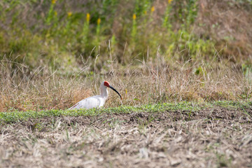 Japanese crested ibis in Sado Island