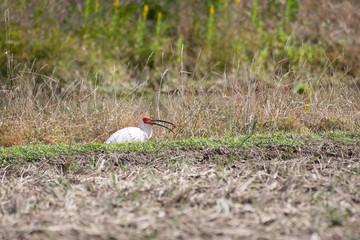 Japanese crested ibis in Sado Island