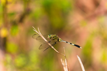 Dragon Fly On Dead stick 2