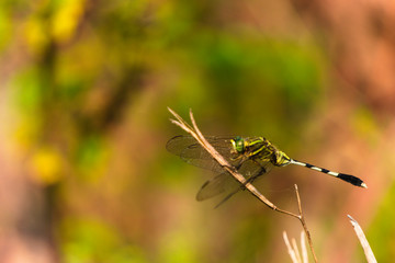  Dragon Fly On Dead Stick 3