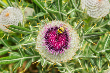 A honey bee eating from a thistle flower