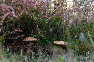 Pilze zischen verblühtem Heidekraut