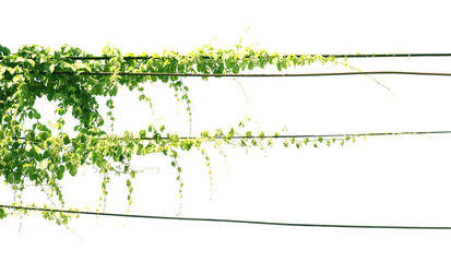 vine with wire on white background, copy space.