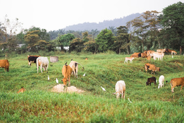 Cows  grazing on a green field in a village in a tropical country.