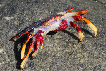 rote_Klippenkrabbe