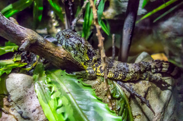 Chinese crocodile lizard