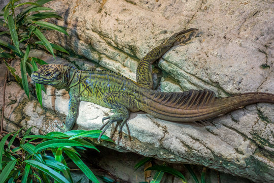 philippinian sailfin lizard