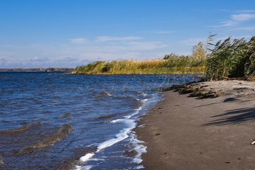 The sandy shore of the bay overgrown with reeds on a sunny day. Small waves with white rush onto a sandy beach. Blue skies with small translucent white clouds