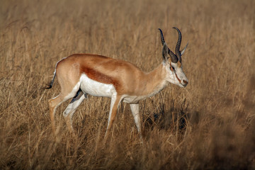 A lone Springbok (Antidorcas marsupialis) in South Africa