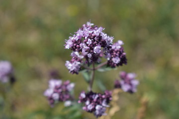 Obraz premium апрявапча