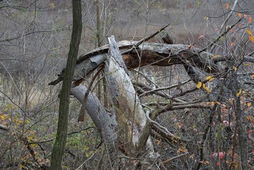  gray old tree with a broken branch in the overgrown autumn forest