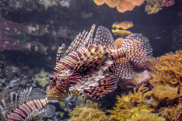 Red lionfish